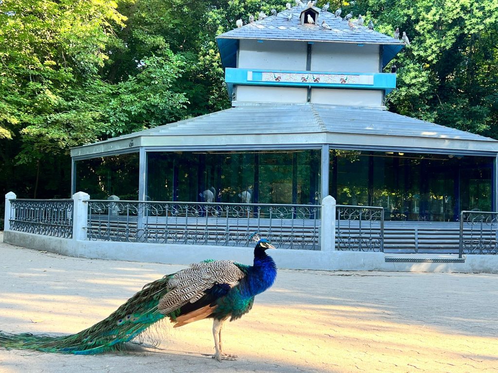 Pajarera con un pavo real en primer término